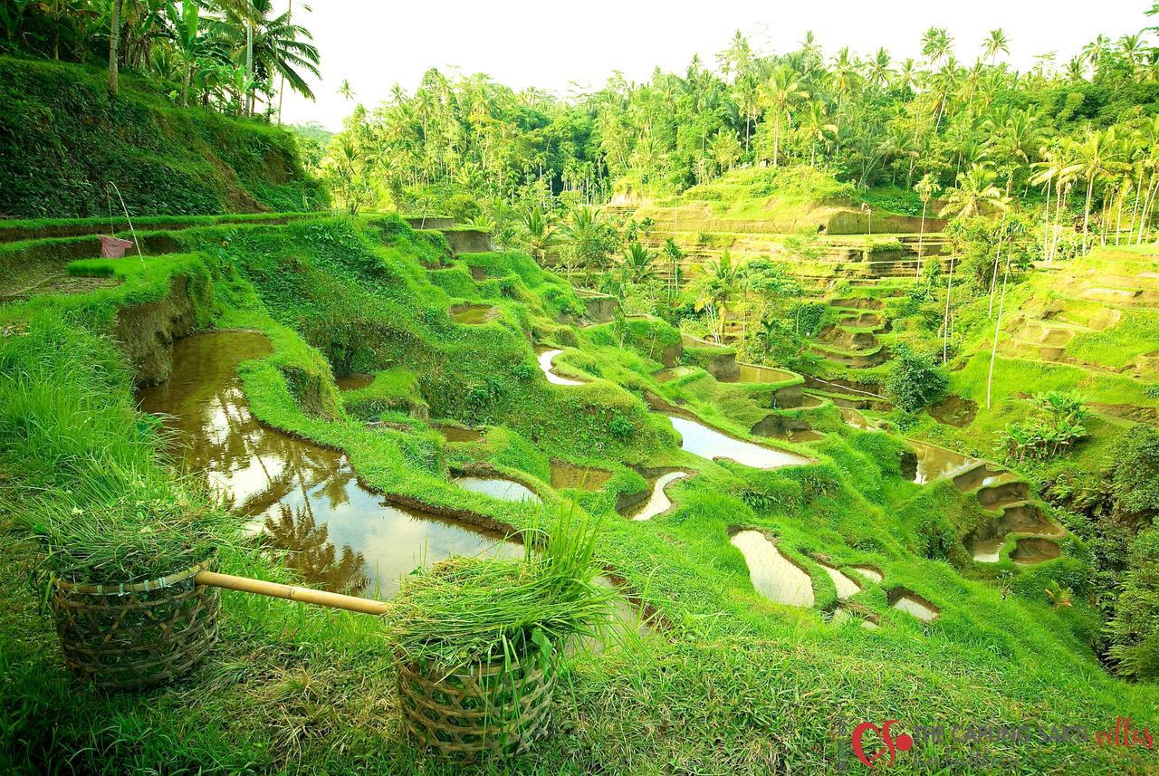 Capung Sakti Villas ウブド エクステリア 写真