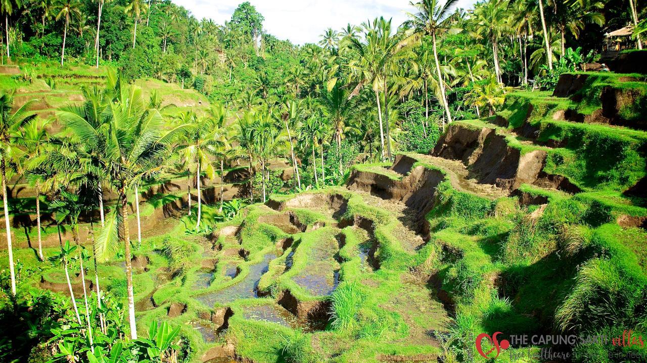 Capung Sakti Villas ウブド エクステリア 写真